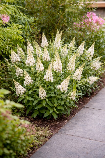 Buddleja Little White